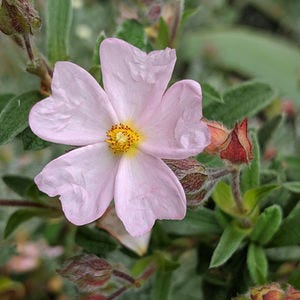Cistus skanbergii