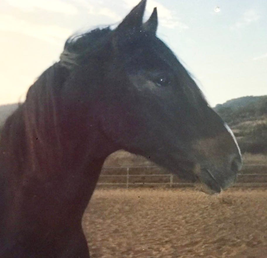 dark brown horse looking to the right