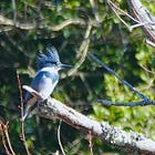 Belted by a Waxwing