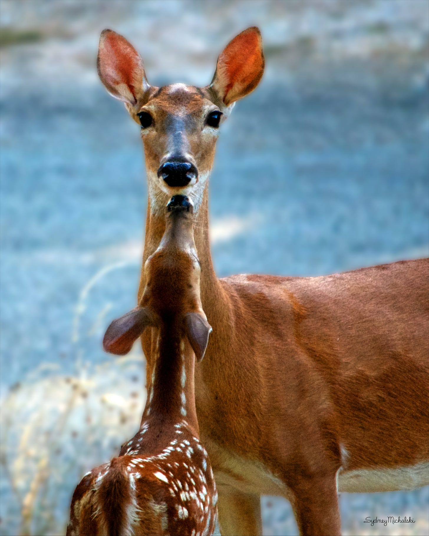 A fawn stretched up to nuzzle a doe who gazes straight into the camera.