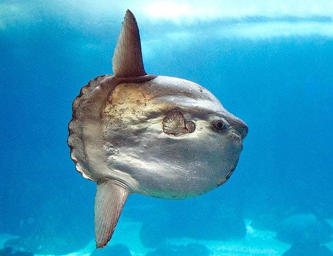 Mola mola è il più grande pesce osseo esistente.