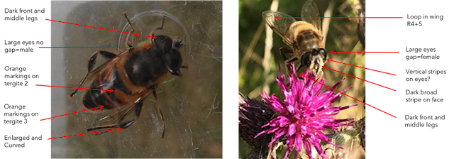 Common dronefly annotated with all the features, dark legs, orange abdominal markings, curved and enlarged back legs. Male on the left and a female on the right