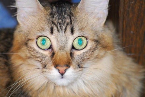 Chase_Closeup_Enrich_Your_Cat's_Environment Chase_Closeup_Enrich_Your_Cat's_Environment