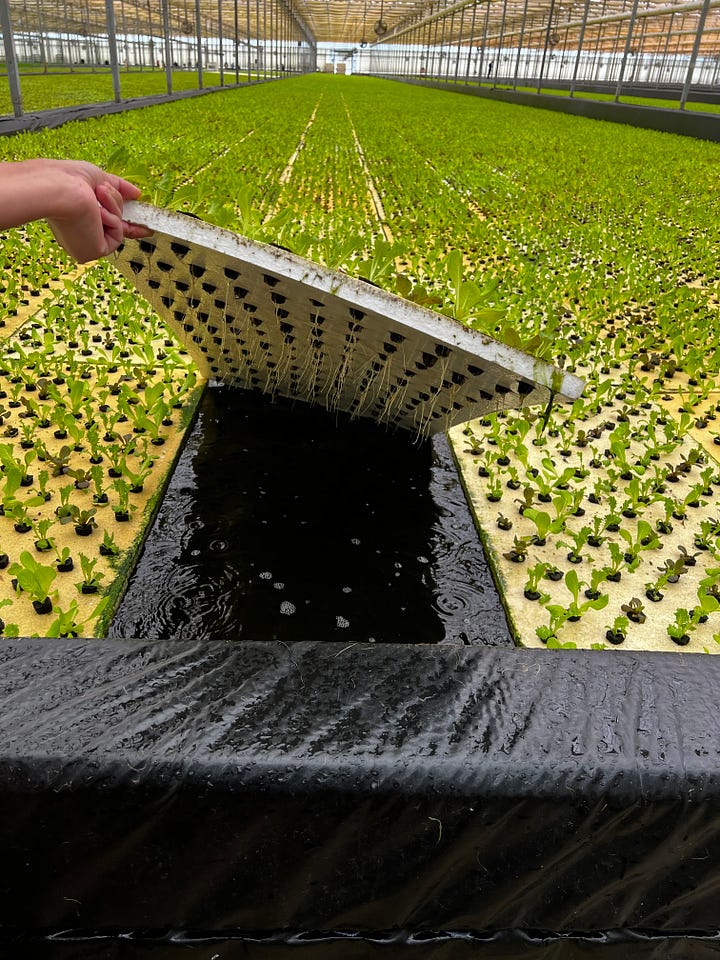 Hydroponic farm visits - Campo Caribe & Technoflora