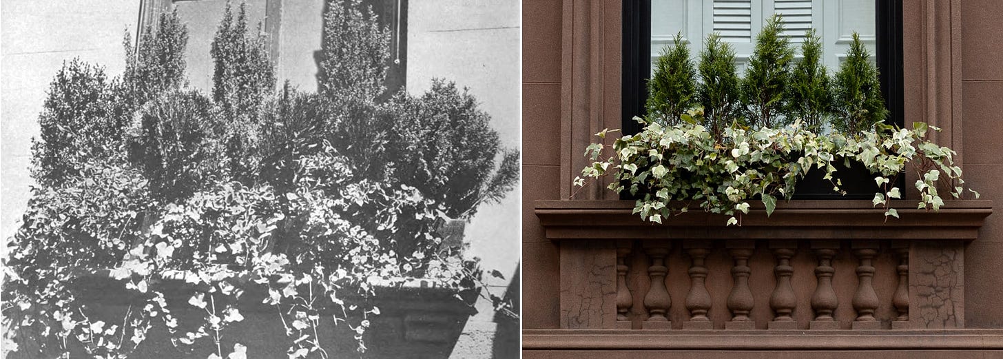 a black and white photo of a window box and a recent window box with shrubs and ivy a black and white photo of a window box and a recent window box with shrubs and ivy