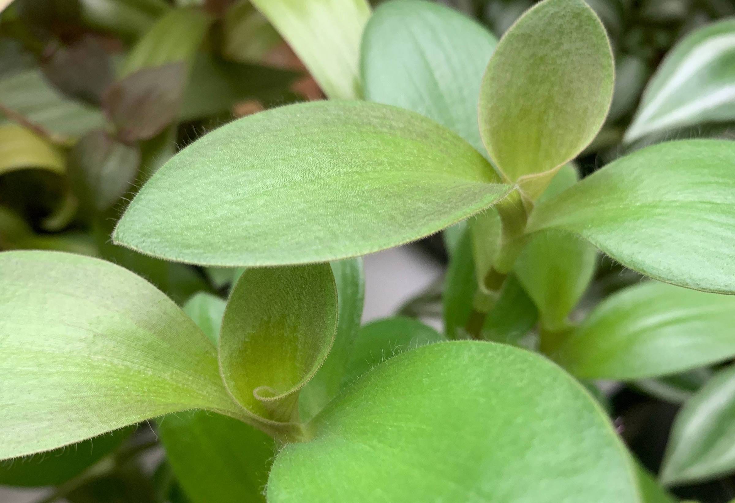 What You Didn't Know About Tradescantia Pallida and Purple Heart