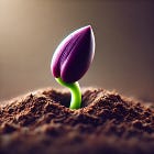 Compost and Stardust