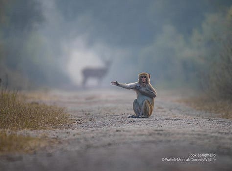 Comedy Wildlife Photography Awards 2023