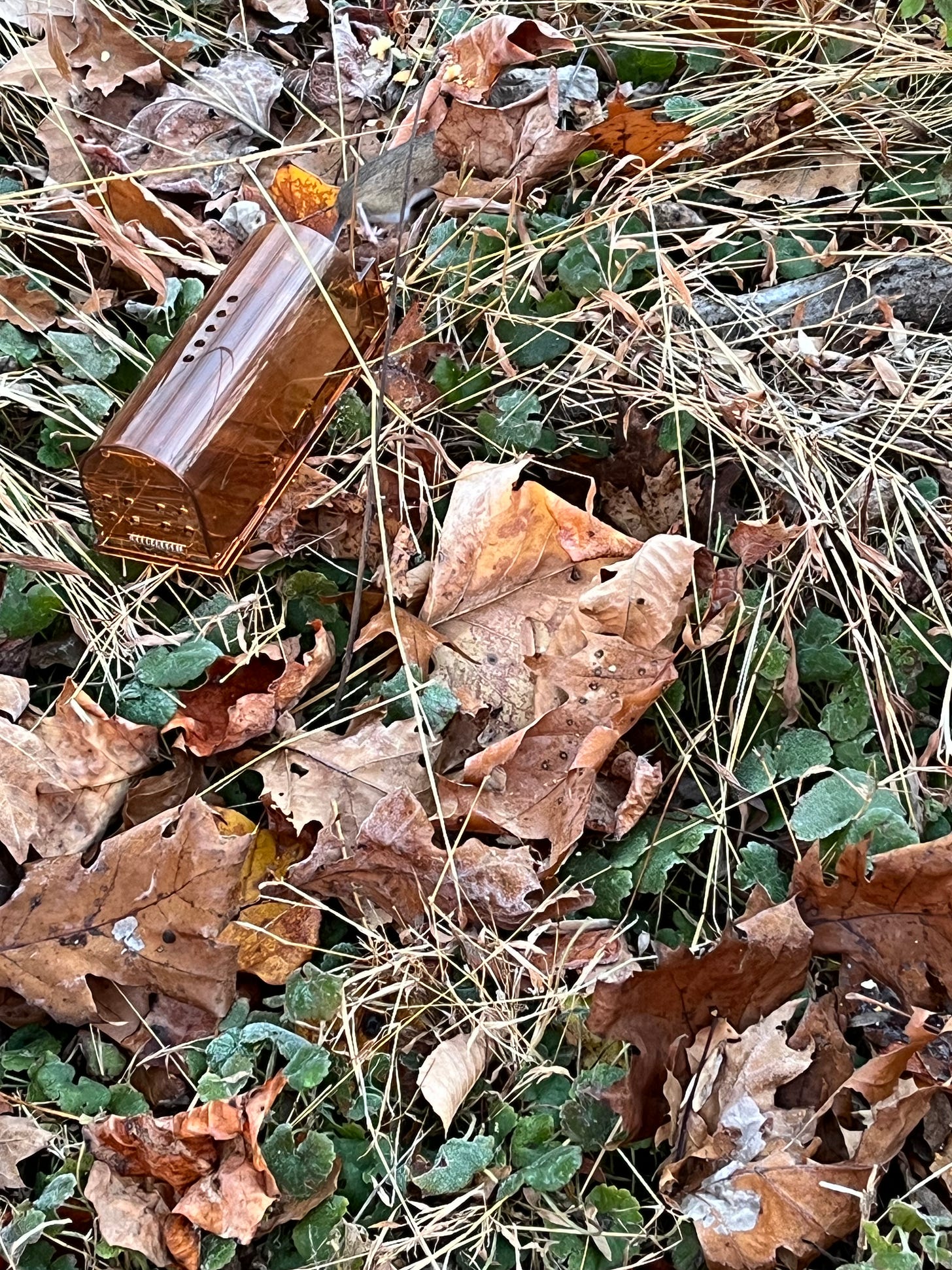 A plastic live mouse trap on the ground outside surrounded by a fallen leaves with the back end of a moust just visible as it runs into the leaves.