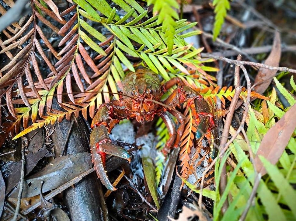 giant spiny crayfish in the blue mountains giant spiny crayfish in the blue mountains