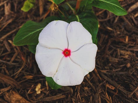 An assortment of flowers.