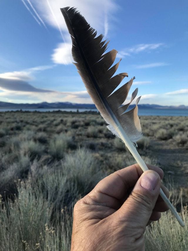 Raptor feather at Mono Lake Raptor feather at Mono Lake