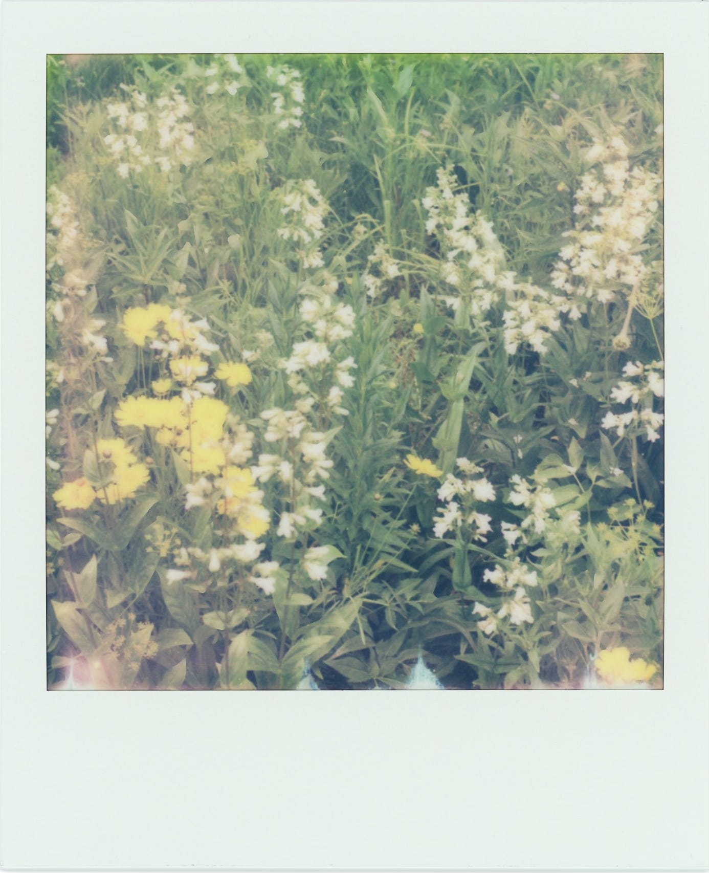 polaroid of my prairie. orange wallflowers in the foreground, lots of white beardtongues throughout, all additional space filled by green stuff: grasses or flowers that have yet to bloom.