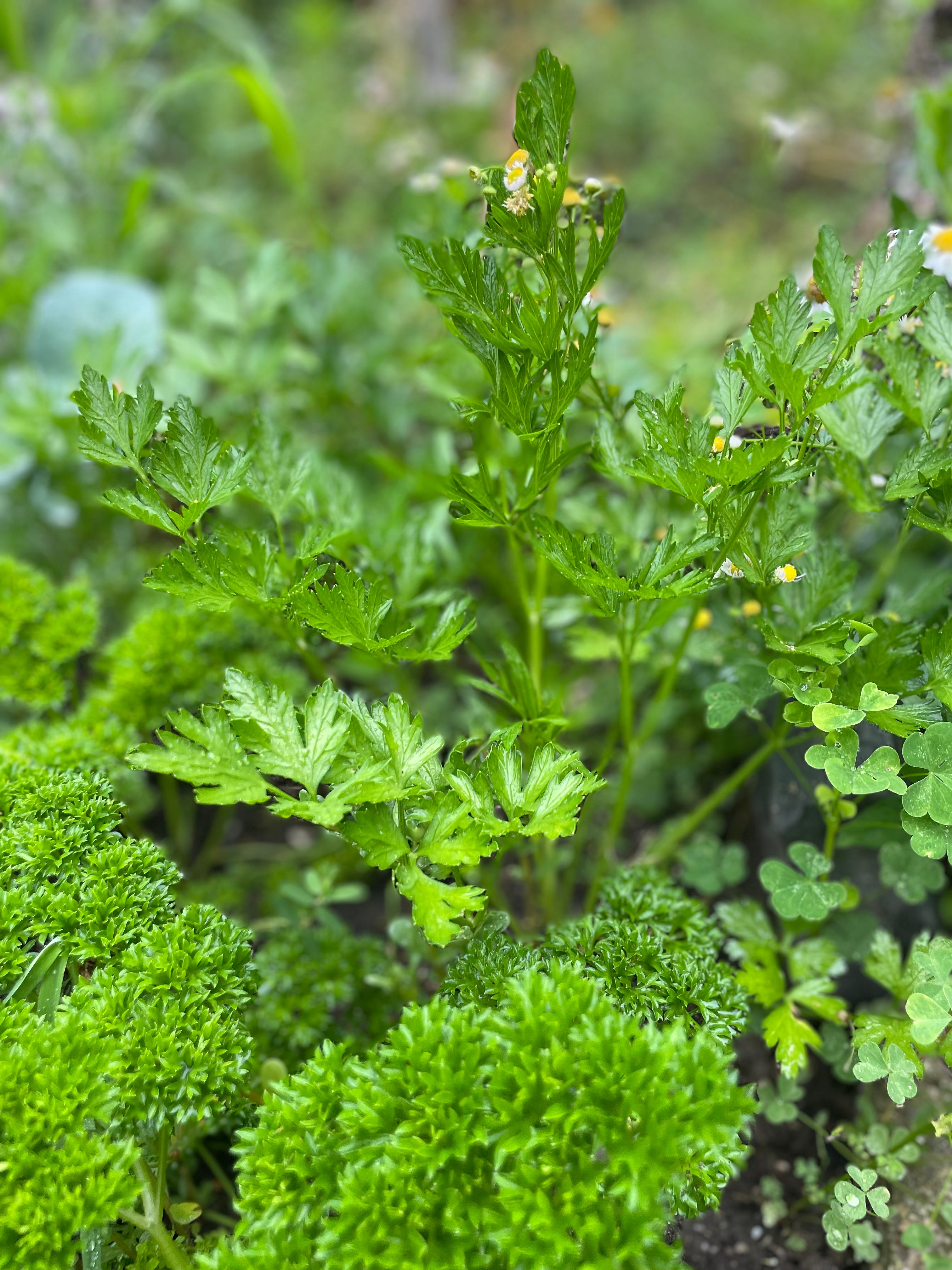 Chimichurri - by Jan Buhrman and John Bagnulo