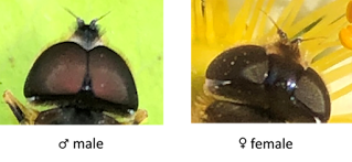 Eyes of a hoverfly