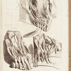 The Organ Anatomy Threw Away