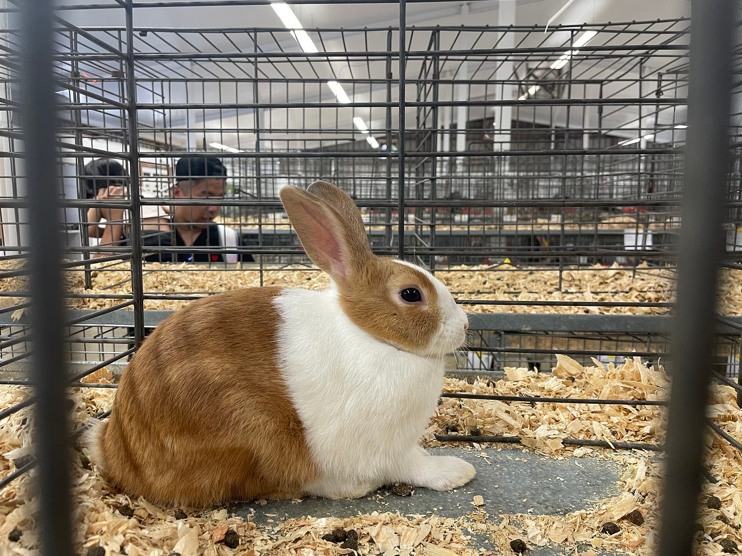 A cute white and brown rabbit in a cage at the Iowa State Fair A cute white and brown rabbit in a cage at the Iowa State Fair