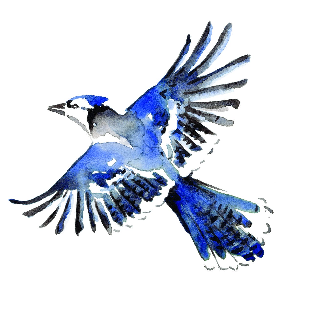 Notes from the Nest by Christina Brajkovich