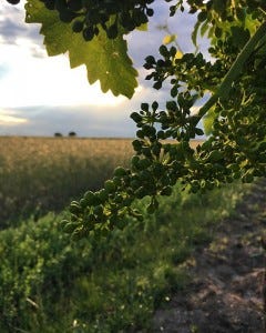 Saint Laurent grapes in June 2020, shown on Weingut Erich Sattler's Facebook page. "St.Laurent-Trauben kann man im Moment förmlich beim Wachsen zusehen! You can really watch the grapes growing at the moment!"