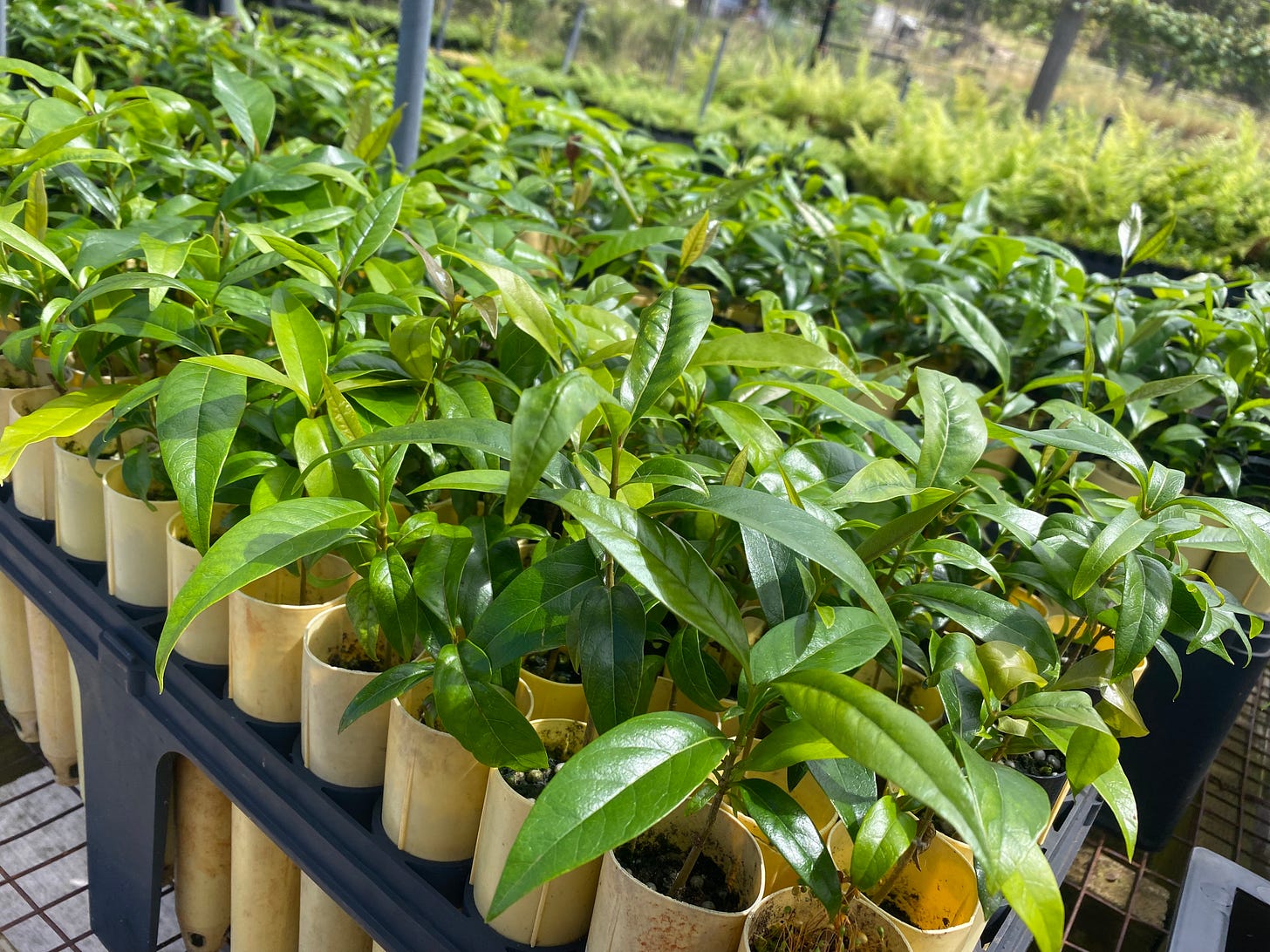 Hundreds of healthy green shoots several inches high, each with half a dozen leaves, each in its dibble