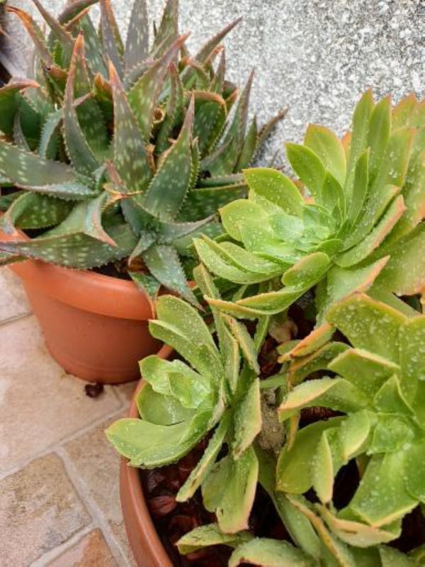 terra cotta-colored flowerpots, one with spiky aloe and the other with a succulent, both with raindrops 