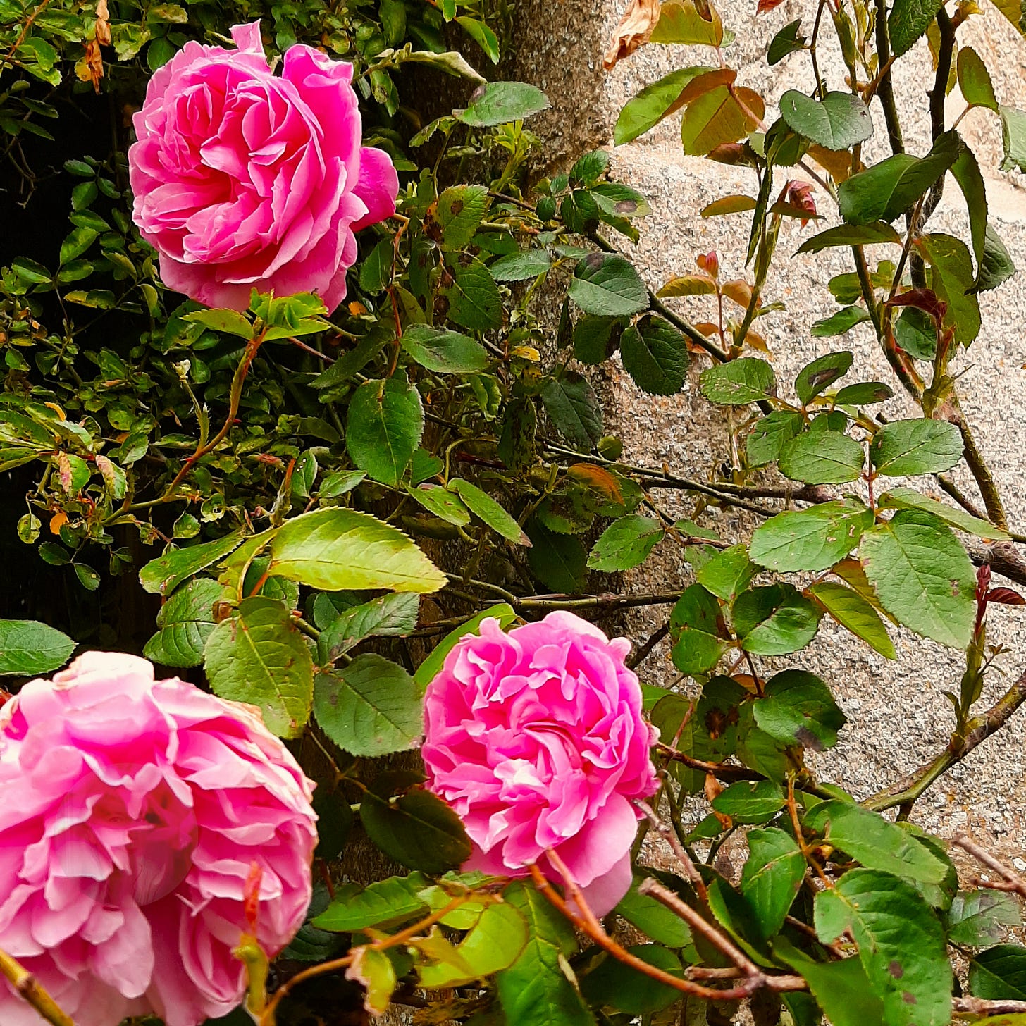 Elizabeth des Roches - The Creatrix Experience ©2025