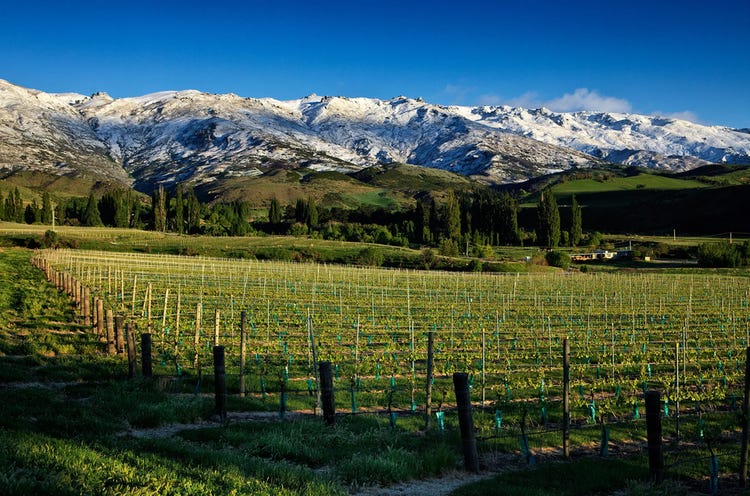 Lowburn Ferry wine estate in Central Otago.