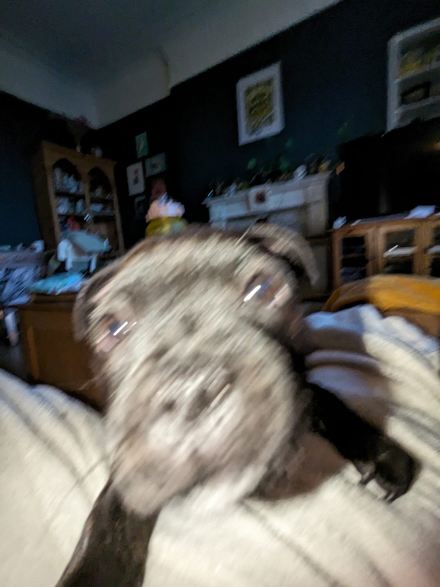 Blurry photos of Staffordshire Bull Terrier puppy