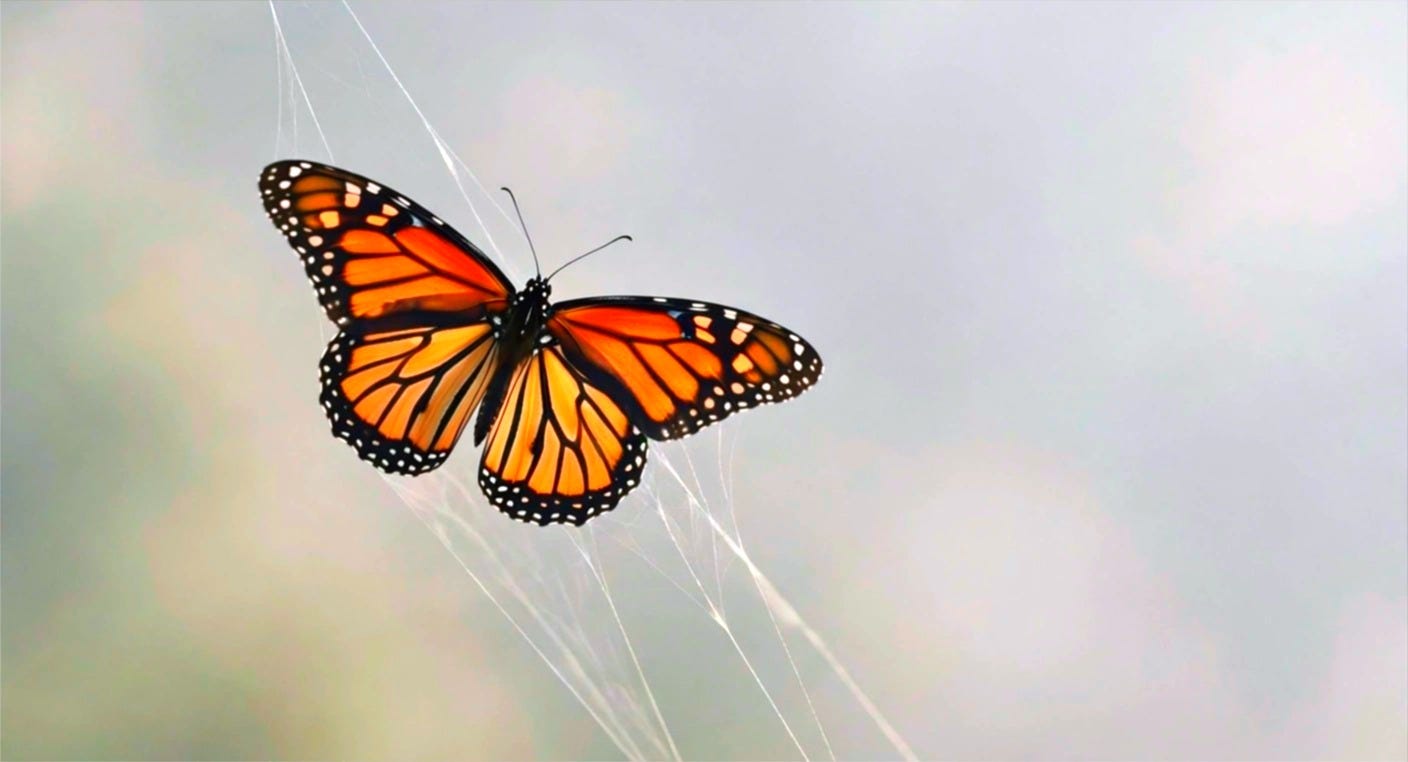 Even the Butterflies Aren’t Free - Midnight Manuscripts