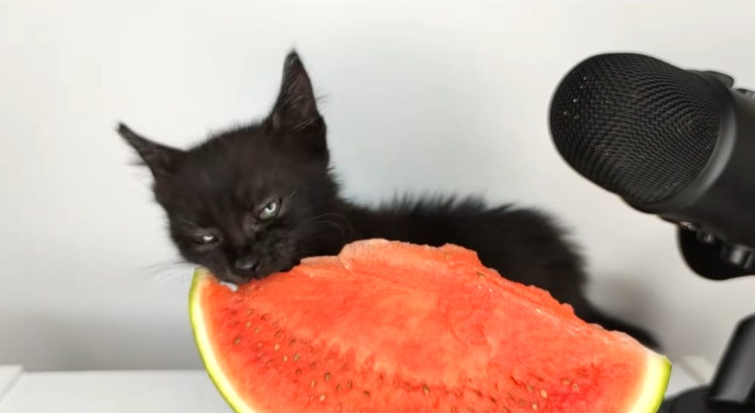 Cat chewing on watermelon.