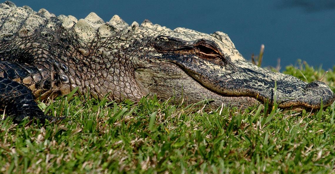 SC alligators turning yellow from pollen, new photos show. Do gators get  allergies?