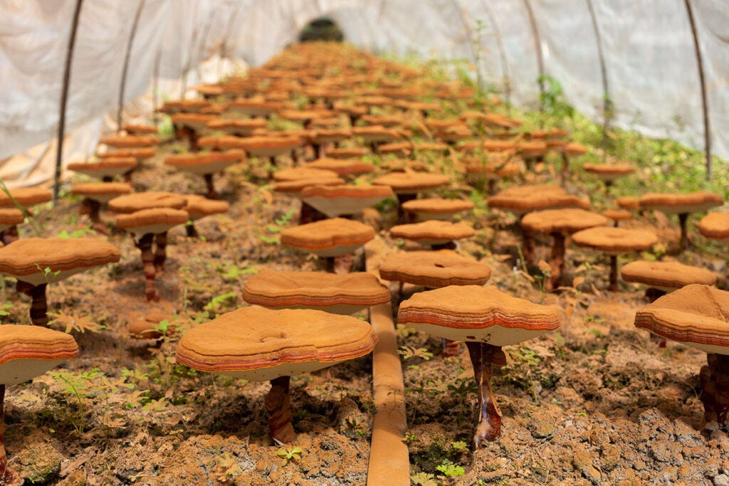 China Adventures 2018 - The Reishi Harvest - Nammex