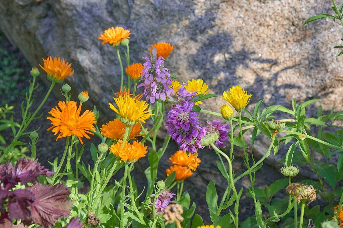 shiso, calendula, and bergamot growing in a garden