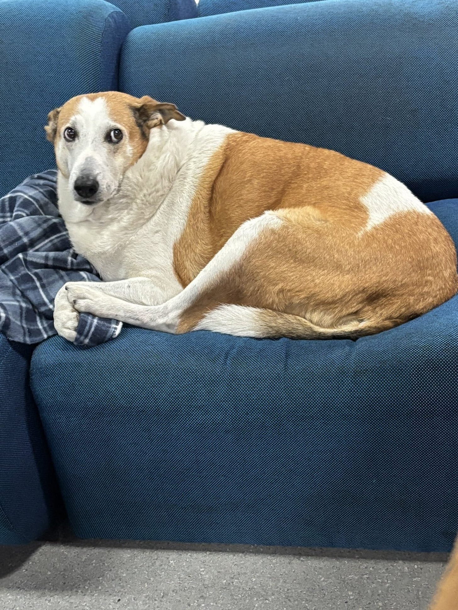 Silveira, o 'cachorro gordo da UFSM' que virou novo ícone da web