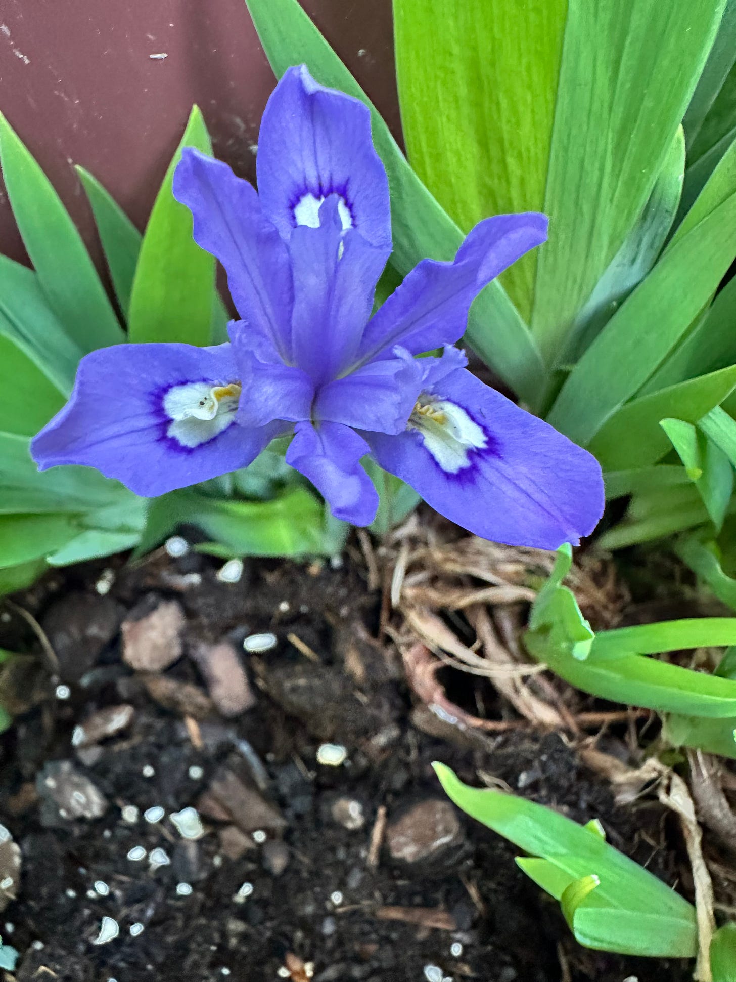pale purple dwarf iris among green leaves