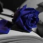 Blue Rose's avatar