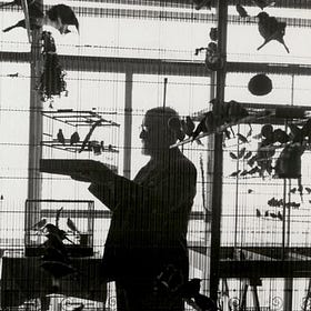 Matisse's Doves