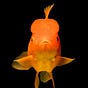 Goldfish's avatar