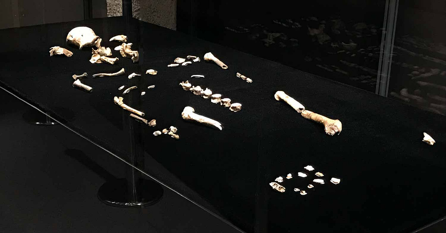 Skeleton of Homo naledi in a museum exhibit