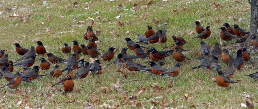 Life, Birding, Photos and Everything: First Robins of Spring?