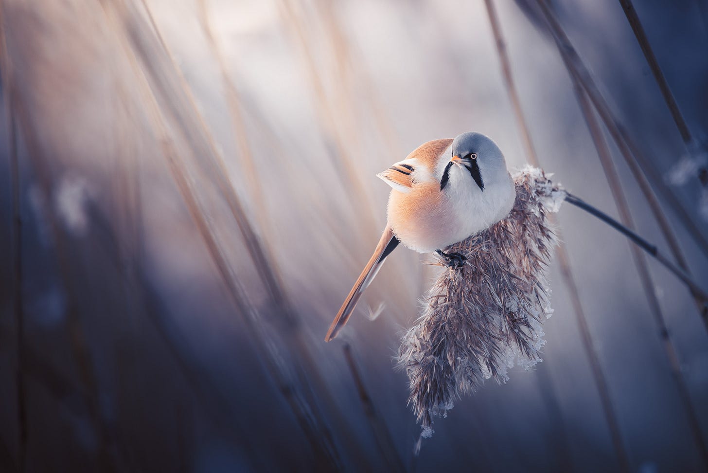 A bearded tit perched on a reed. It has a blue-ish grey head, an orangey body with a long tail and distinctive black feathers on his face that look like a long moustache A bearded tit perched on a reed. It has a blue-ish grey head, an orangey body with a long tail and distinctive black feathers on his face that look like a long moustache