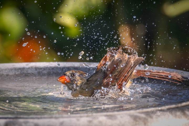 Splish, Splash, Give Your Birds a Bath!