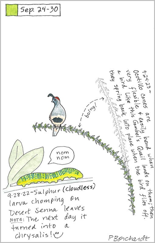 Perpetual Journal, week of Sep. 24-30: Gambel’s Quail & Ocotillo (2023); Cloudless Sulphur Larva (2022) Perpetual Journal, week of Sep. 24-30: Gambel’s Quail & Ocotillo (2023); Cloudless Sulphur Larva (2022)