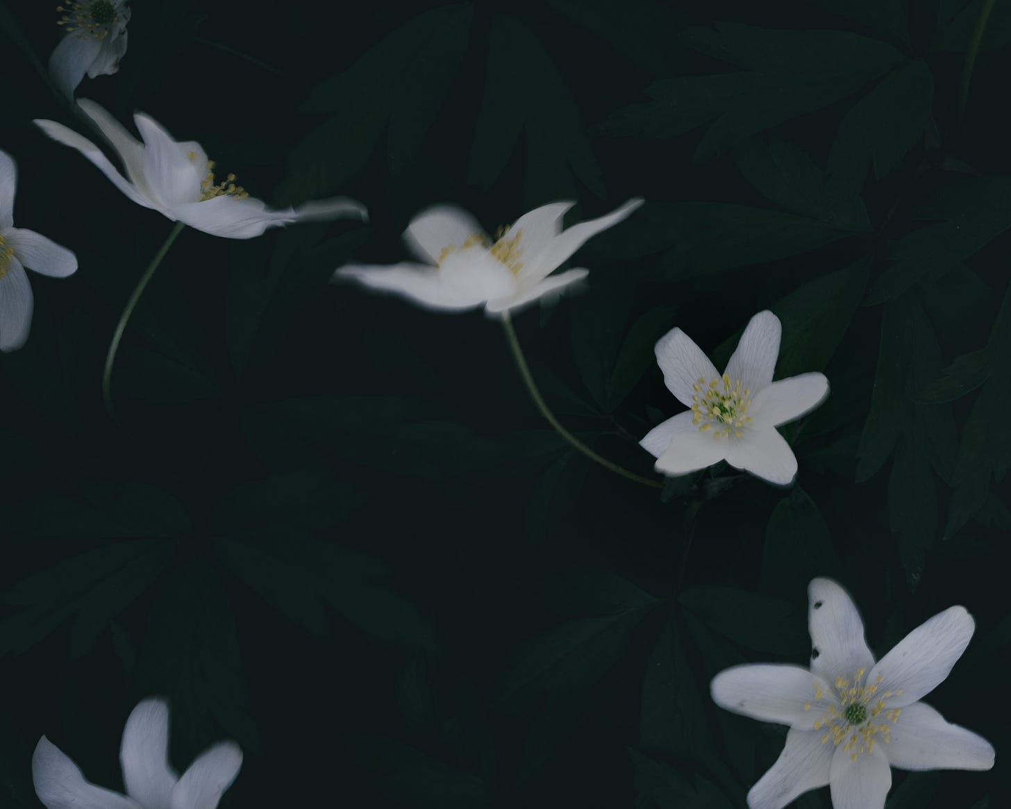 wood anemone dark and moody wood anemone dark and moody