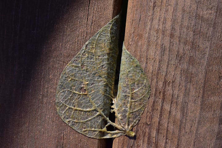 Four photos, one of pods opening and reaching toward the sun; another of a tightly closed bud of a red flower, large and bulbous; a young cardinal on a porch banister looking confused; a pink bud that is beginning to burst open.