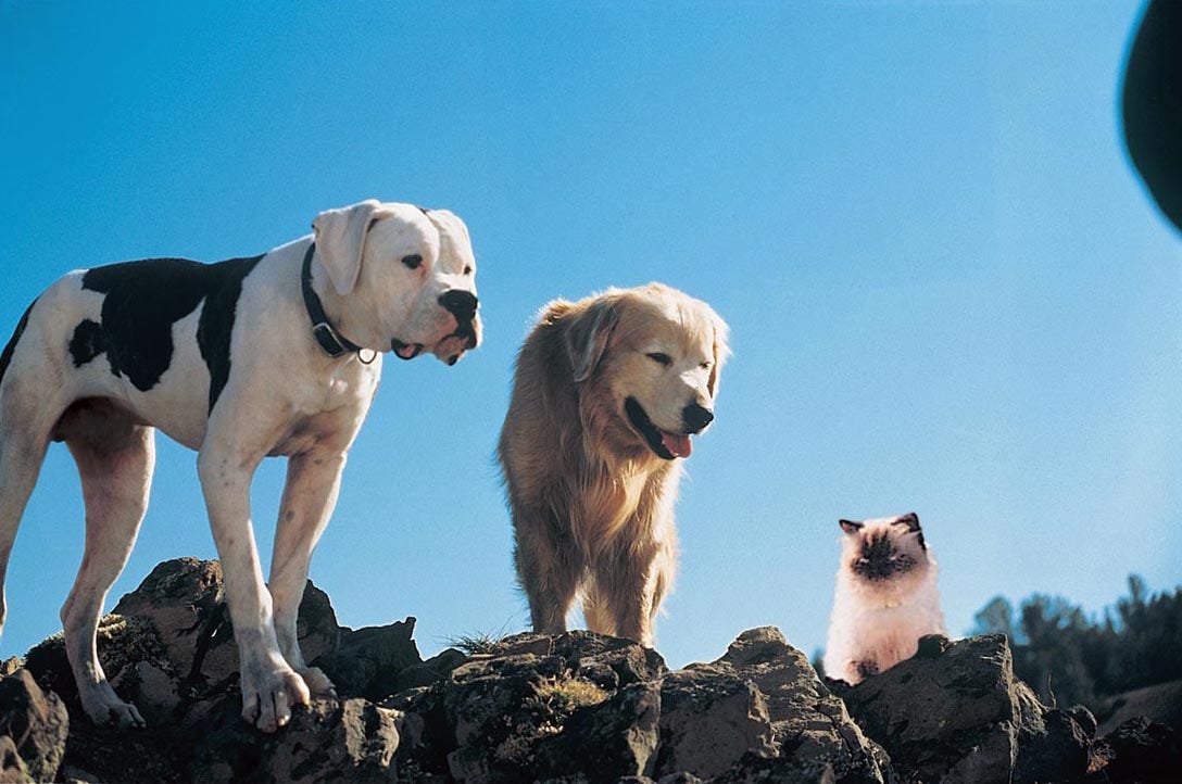 Homeward Bound: The Incredible Journey (1993) - IMDb