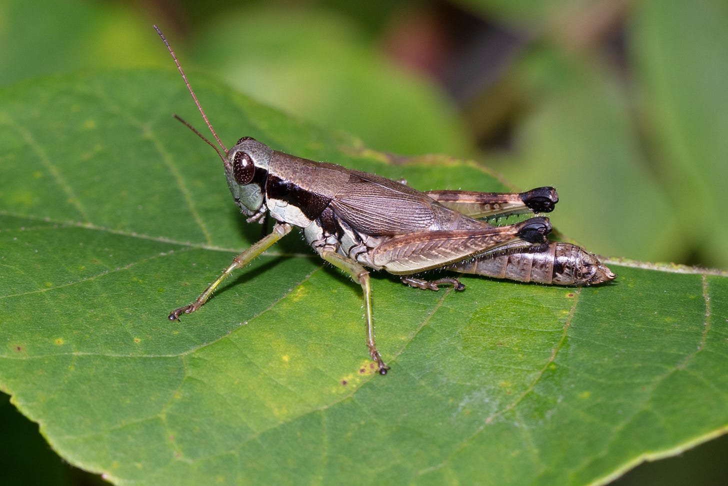 A beige and pale gray grasshopper with green legs and a black stripe running from eye down the thorax