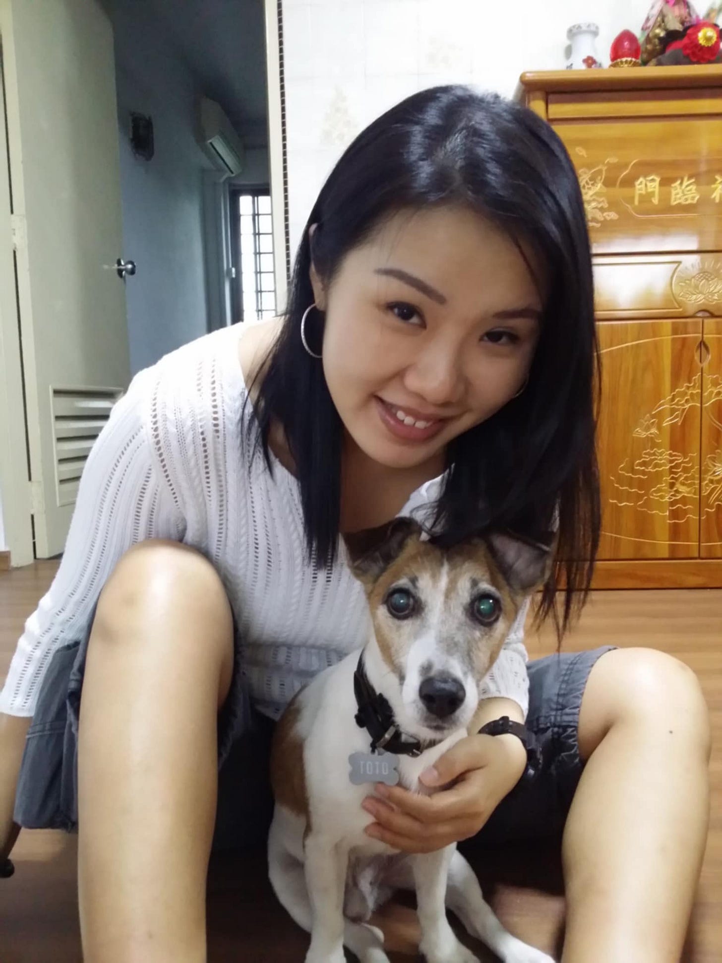 Jack Russell Terrier JRT sitting with pretty owner being a good boy Jack Russell Terrier JRT sitting with pretty owner being a good boy
