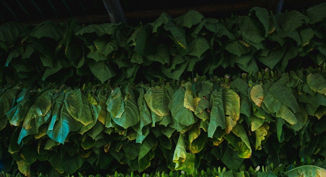 view of cut and tied leaves