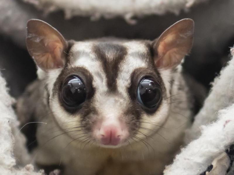 Adoptable Pet of the Week: Kingsley and Koko, a bonded pair of Sugar Gliders